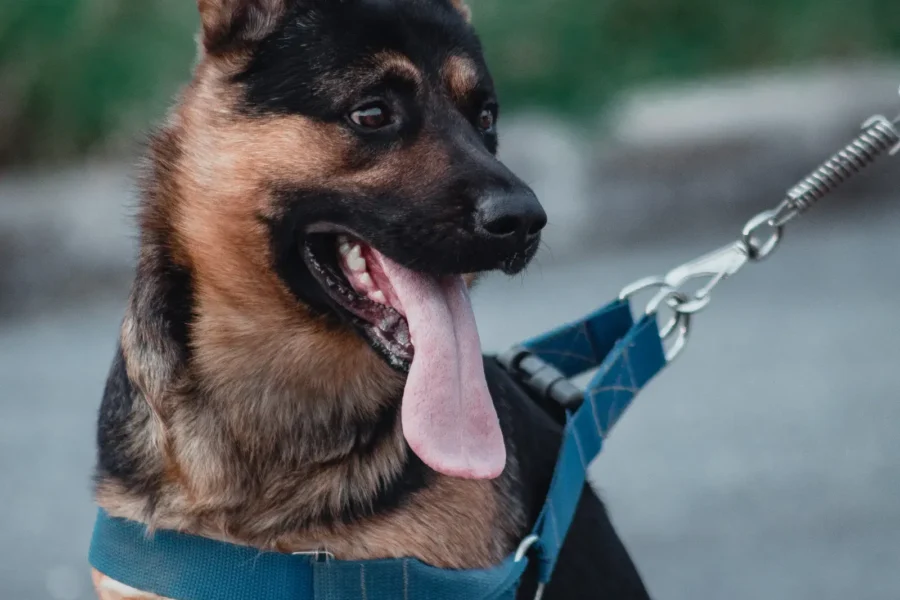 Dog in harness and leash — dog gear buyer's guide