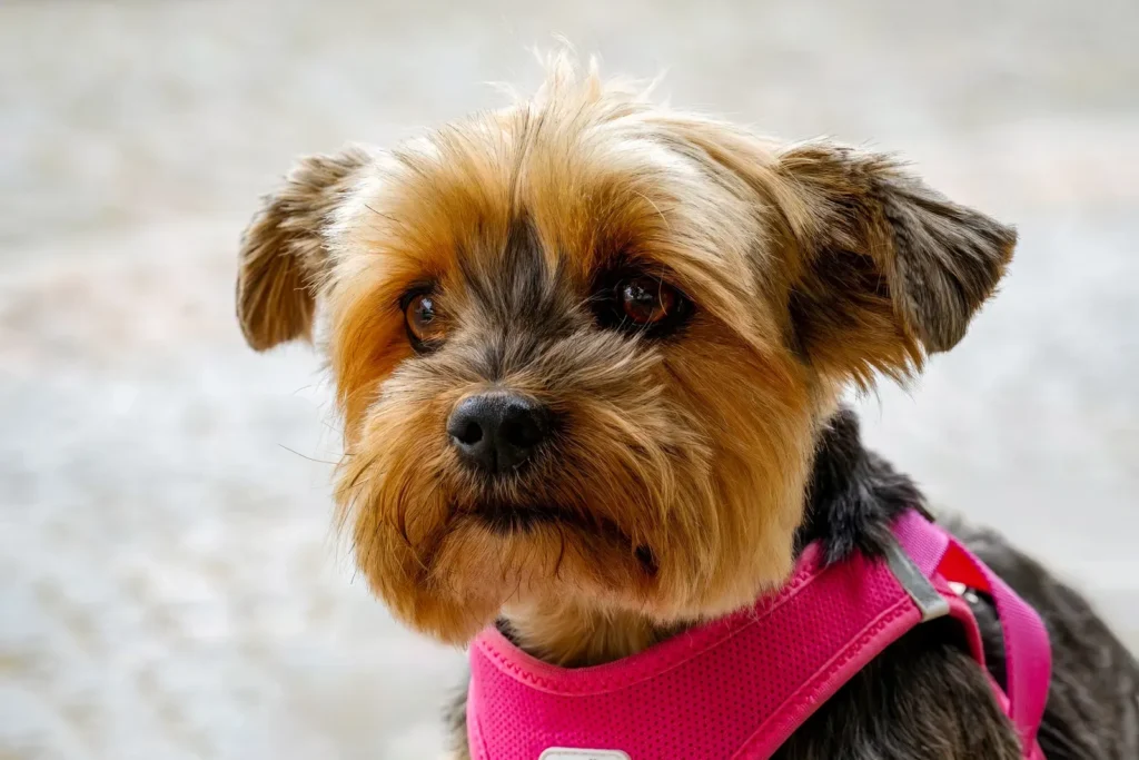 Dog wearing a harness — better control than a collar