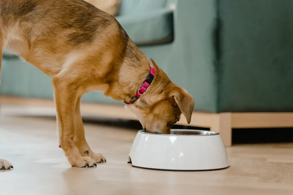 Top 15 Healthy Foods for Dogs: Vet-Approved Nutrition Guide for Optimal Health 12 Dog eating healthy food — vet-approved nutrition for optimal health