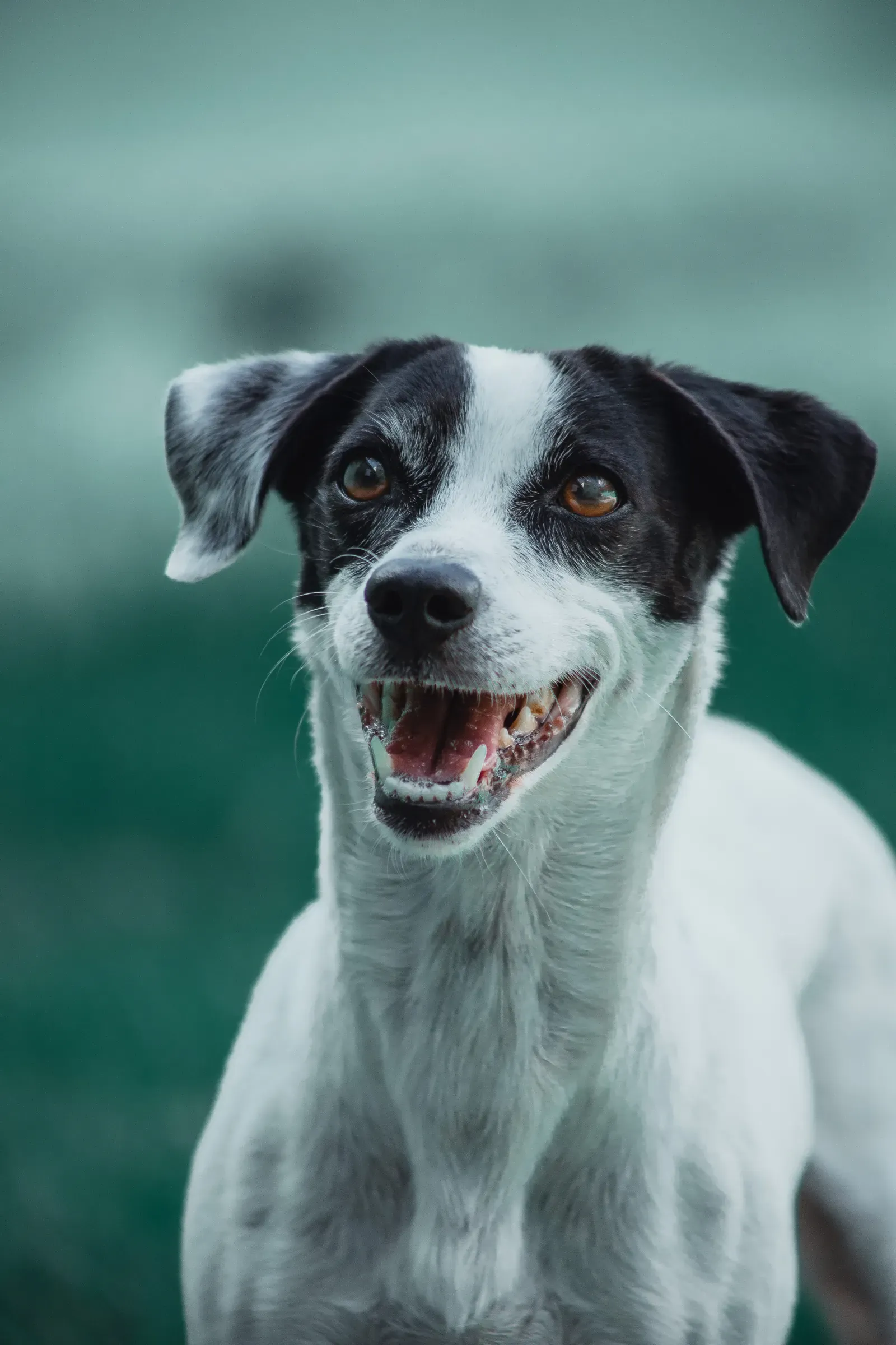 Dog with healthy clean teeth after regular dental care — clean teeth help avoid pet insurance dental disease exclusions