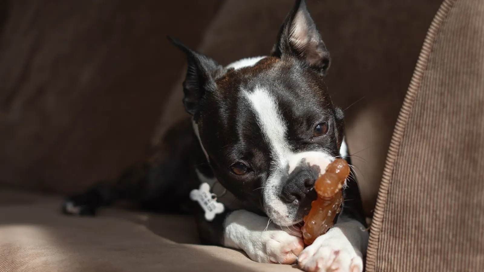 Can dogs eat bananas? Dog enjoying banana slices as a healthy treat