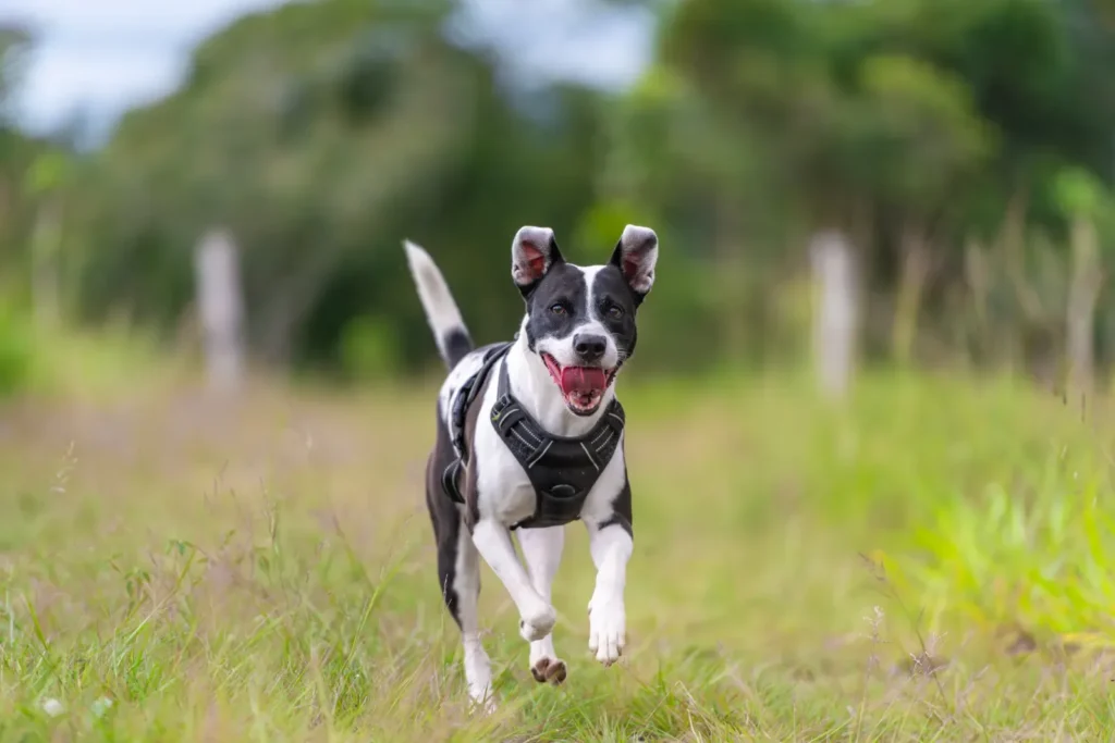 15 Vet-Approved Tips to Keep Your Dog Healthy and Prevent Costly Health Problems 14 Fit dog at a healthy weight — obesity prevention matters most
