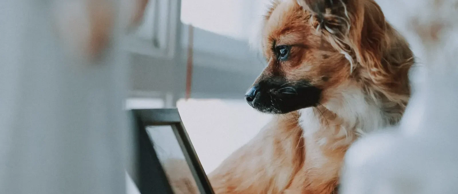 Dog home alone — 20 ways to keep your dog busy while at work