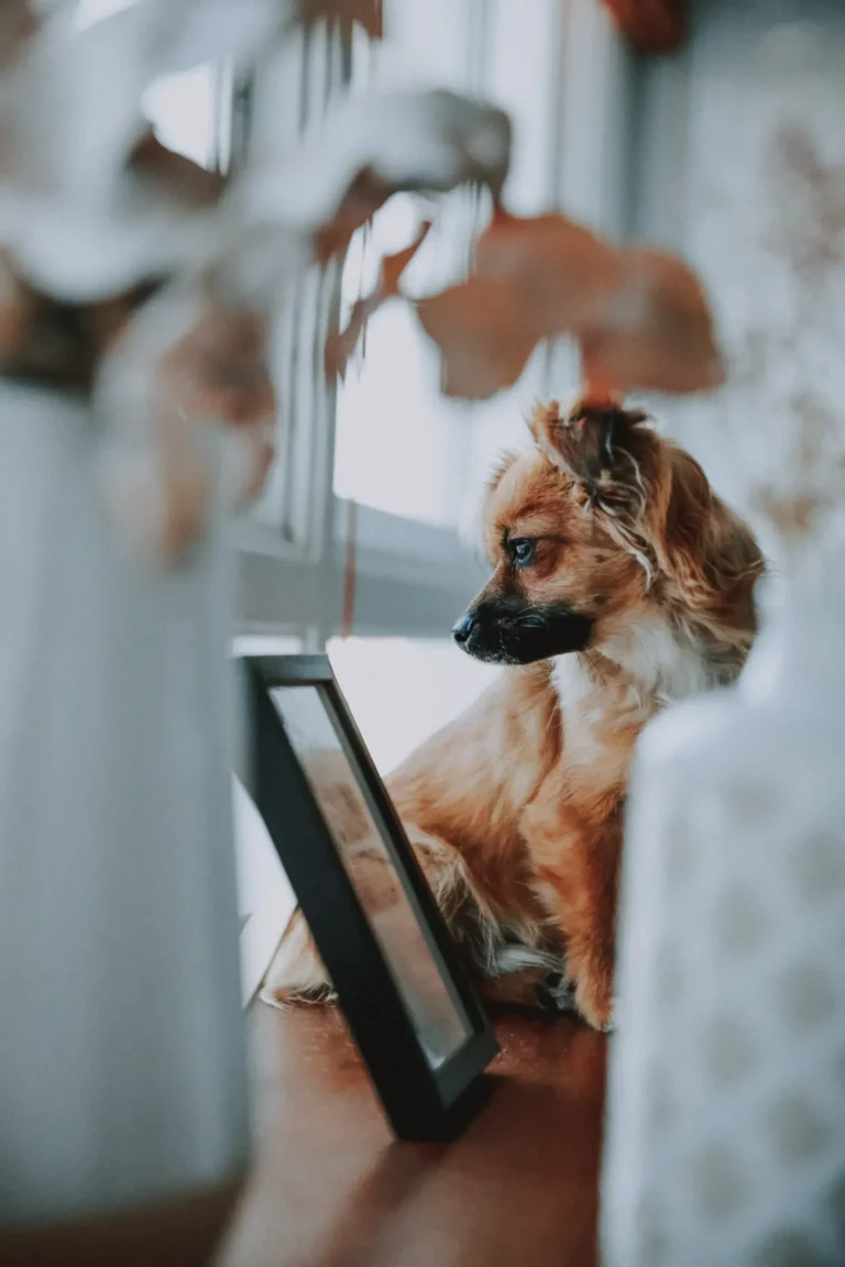 Dog home alone — 20 ways to keep your dog busy while at work
