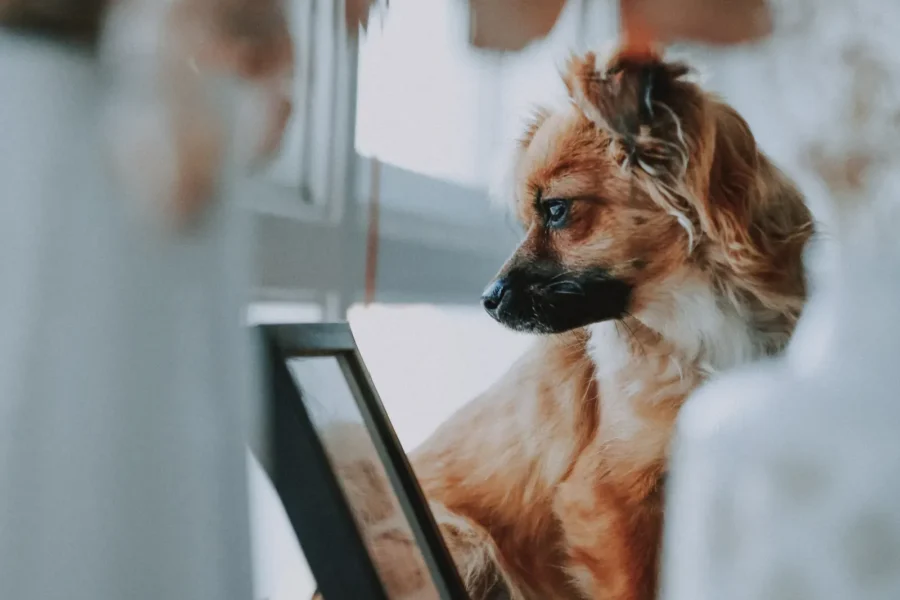 20 Genius Ways to Keep Your Dog Busy While You're at Work: The Complete Guide to a Happy Home-Alone Dog 18 Dog home alone — 20 ways to keep your dog busy while at work