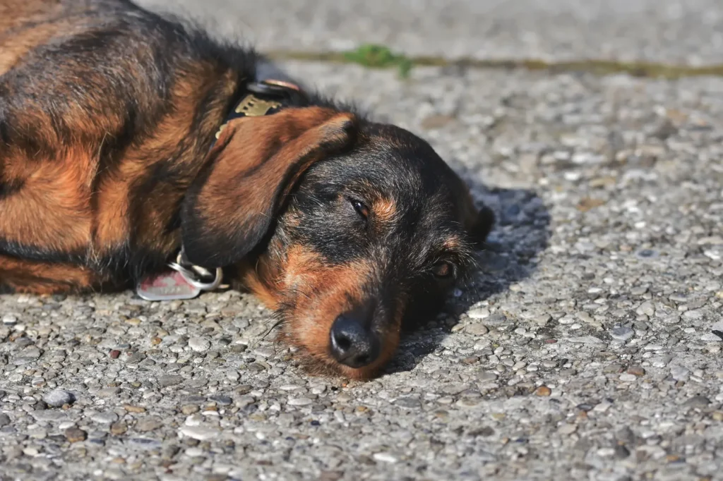 Dog on hot pavement — test surfaces with your hand