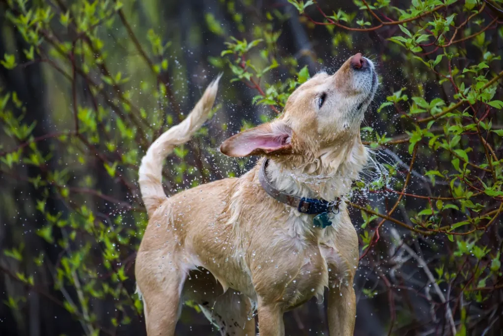 Why Is My Dog Itching So Much? 7 Causes and Fixes 13 Dog shaking its head — managing itch relief at home