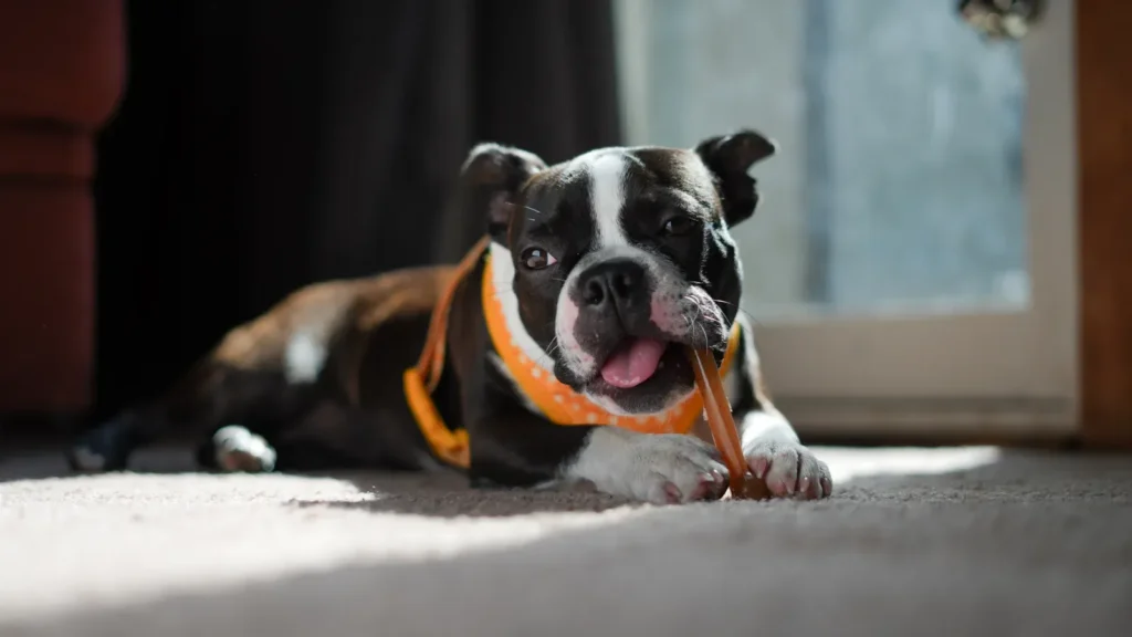 Dog chewing a stuffed Kong — frozen Kongs buy hours