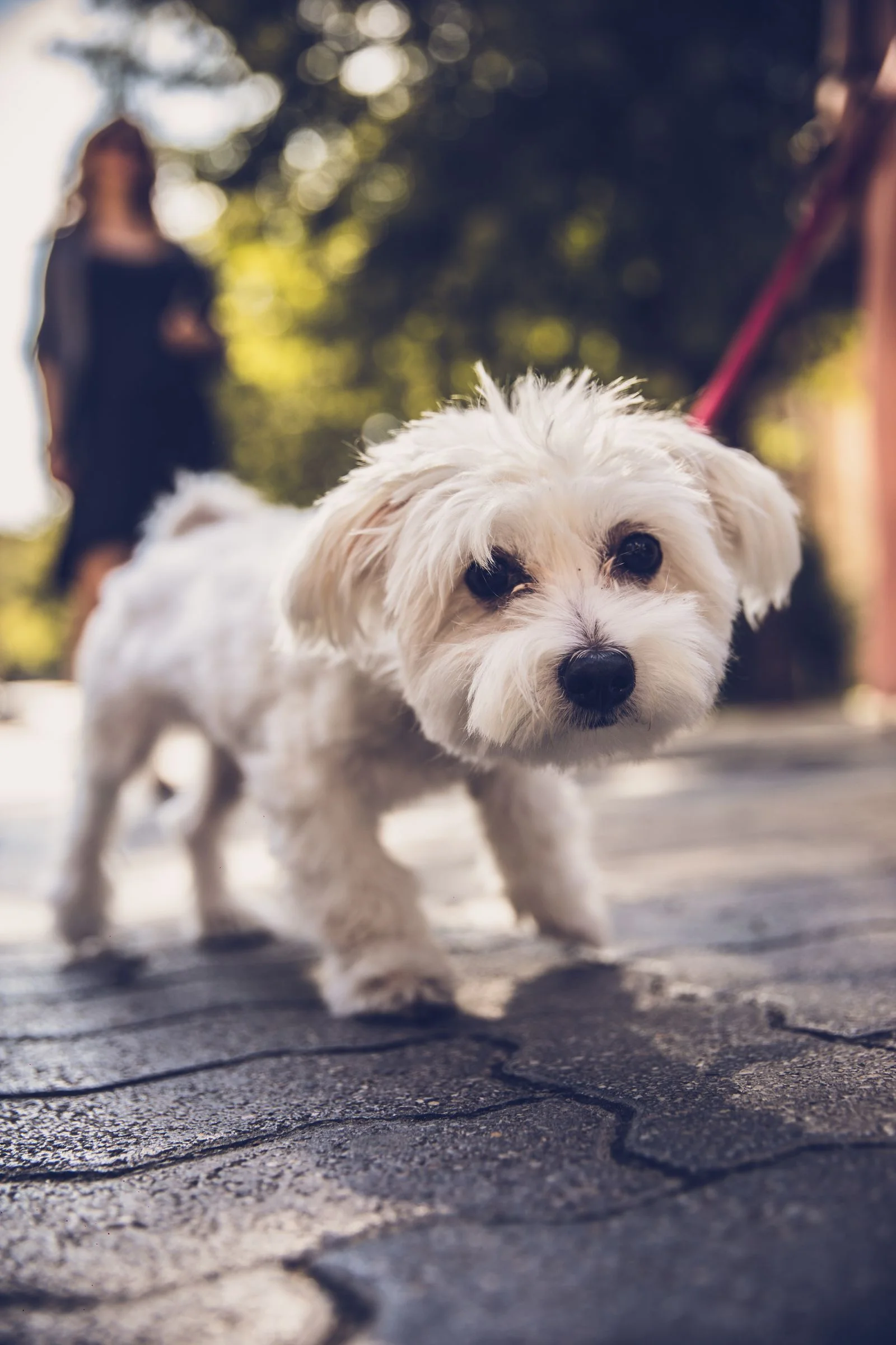 Prime Big Deal Days 2026: Pet Products Worth Watching (Oct 6–7) 12 Small white dog walking on a leash — harnesses are a top Prime Big Deal Days pet deal