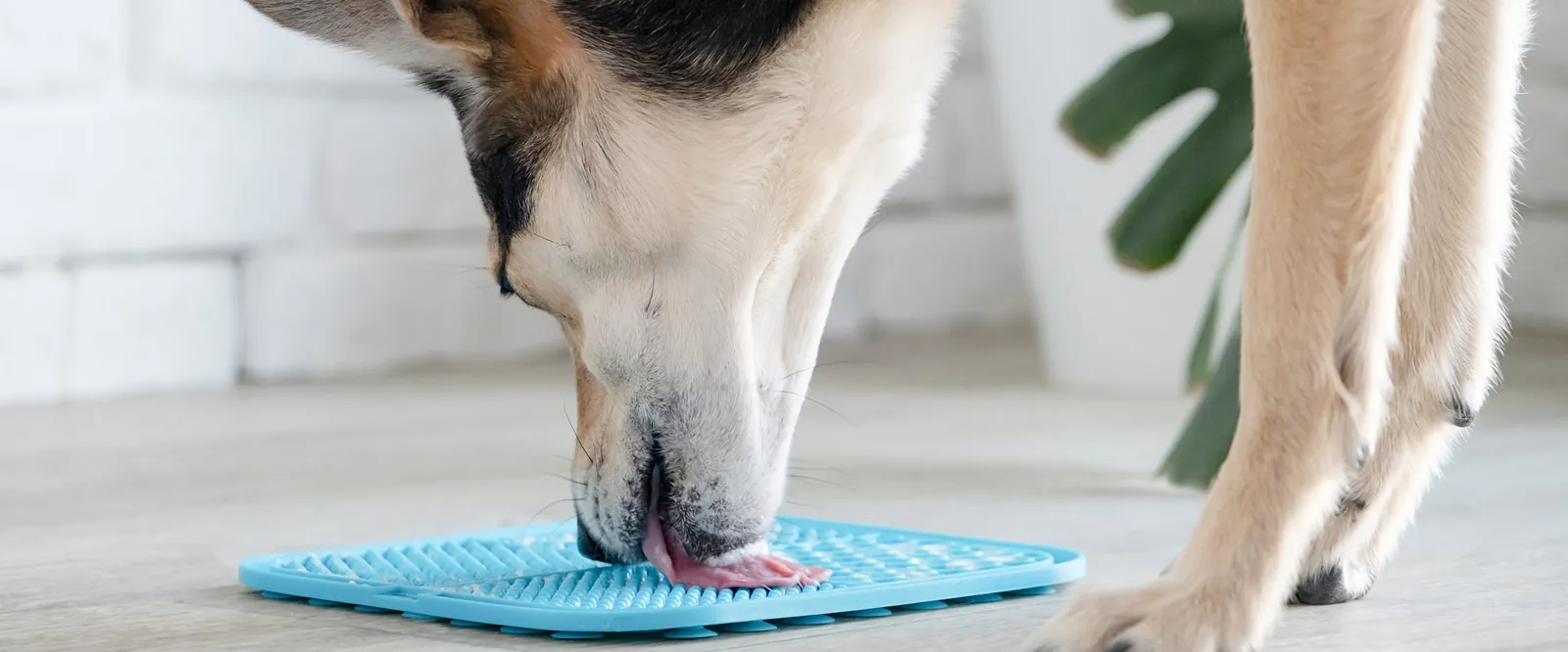 Best Slow Feeder Bowls for Dogs (2026): 5 Picks That Actually Work 13 Dog using a lick mat — a slow feeder alternative for anxious dogs