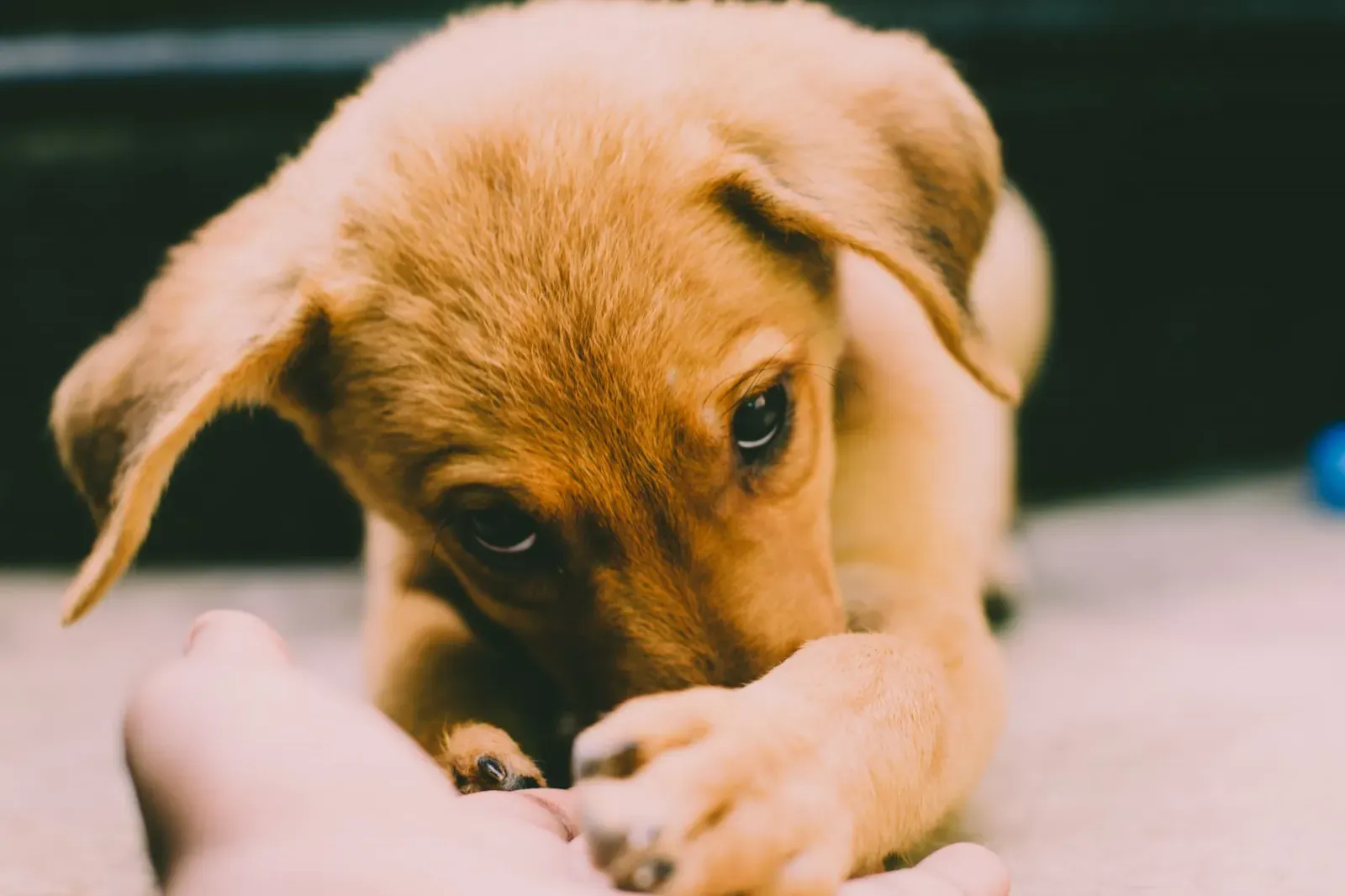 Why Does My Dog Lick Me So Much? 7 Reasons 13 Dog seeking attention from its owner — licking is a learned attention button