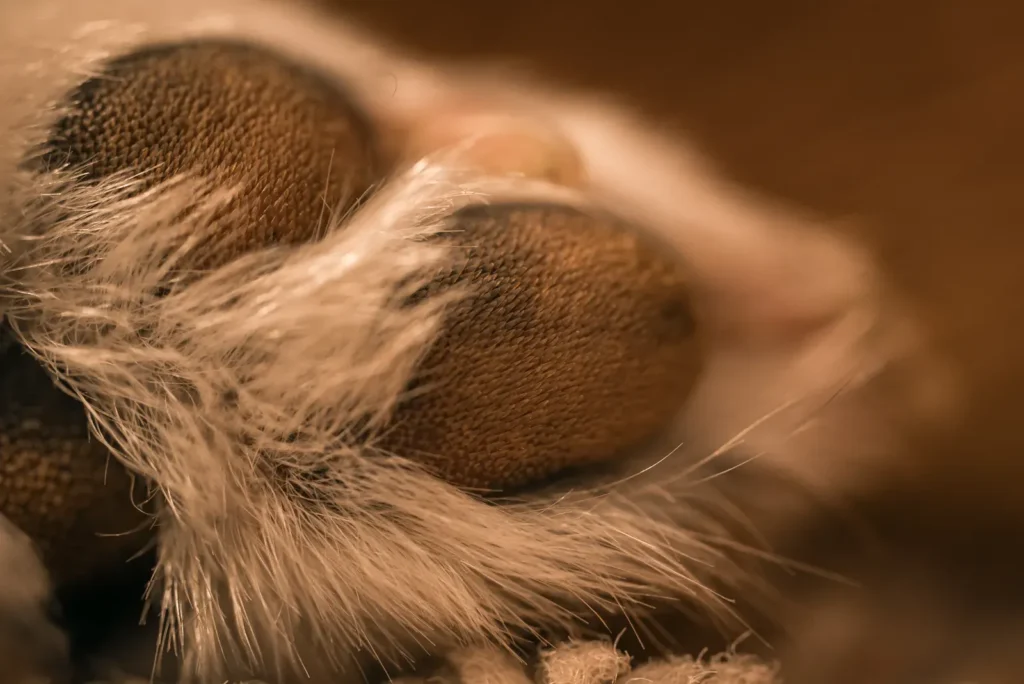 Dog licking its paws — a classic yeast sign