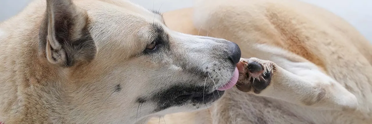 Why Does My Dog Lick Me So Much? 7 Reasons 14 Dog licking its paws — excessive licking can signal anxiety