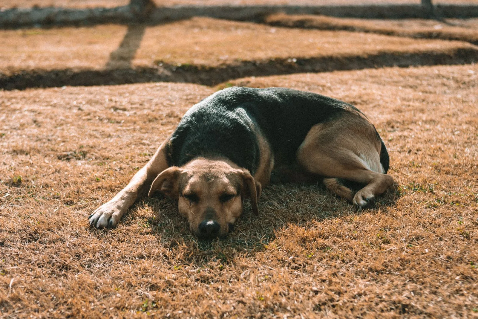 Does Pet Insurance Cover Pre-Existing Conditions? (2026 Guide) 13 Dog resting outdoors — joint injuries are where bilateral exclusions hit hardest
