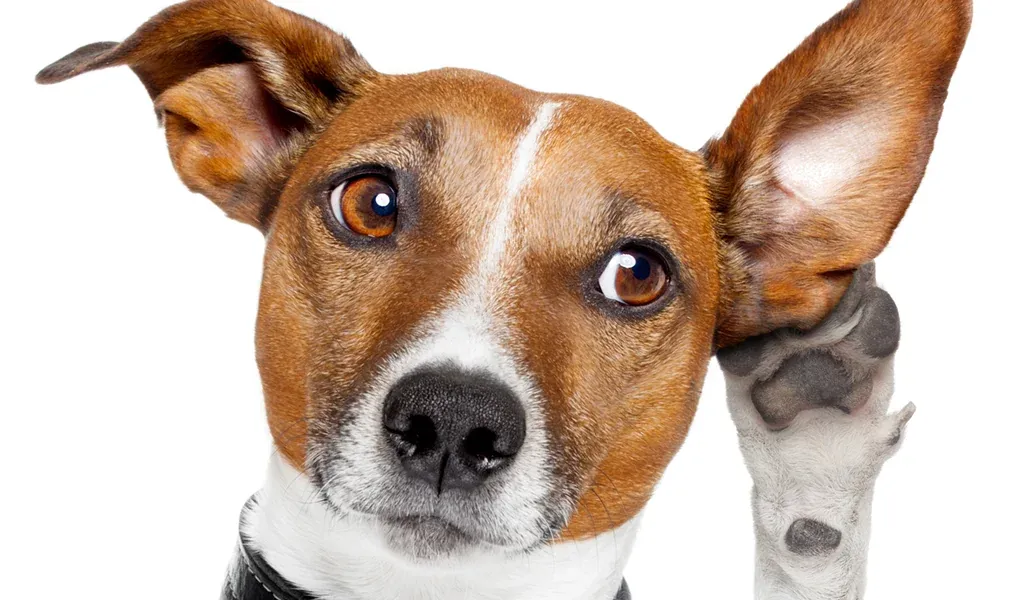 Why Does My Dog Bark at Nothing? 6 Causes + Fixes 12 Dog with ears perked, listening — dogs hear frequencies up to 65,000 Hz