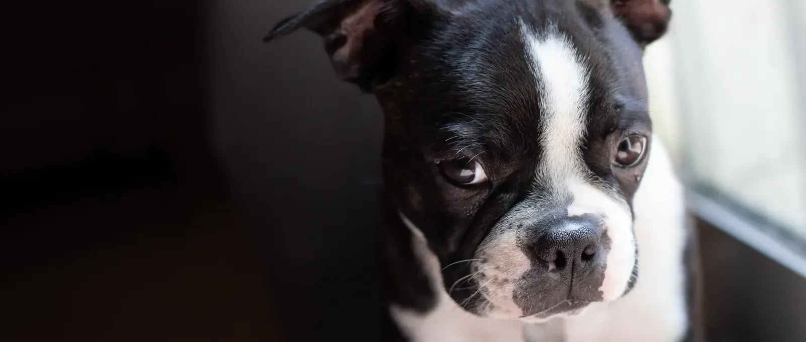 Dog with a guilty look — 15 things you should never do to your dog