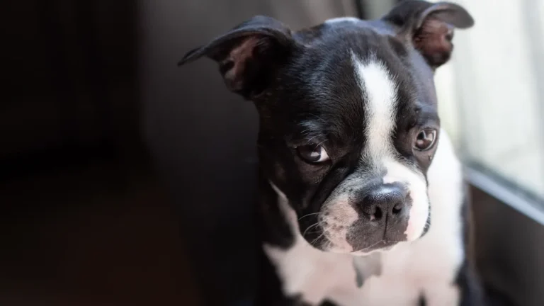 Dog with a guilty look — 15 things you should never do to your dog