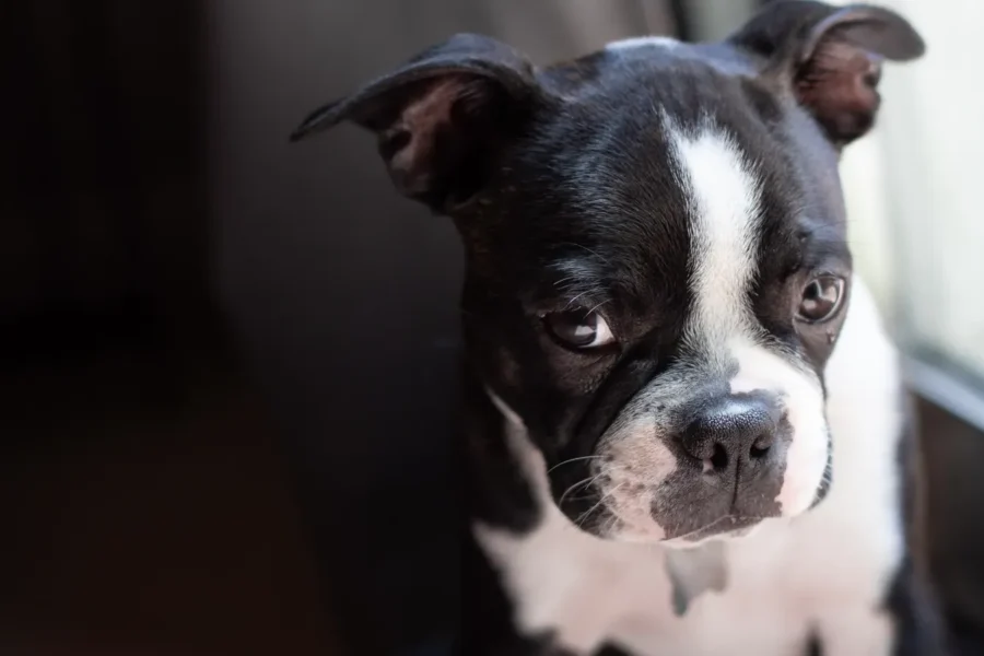 Dog with a guilty look — 15 things you should never do to your dog