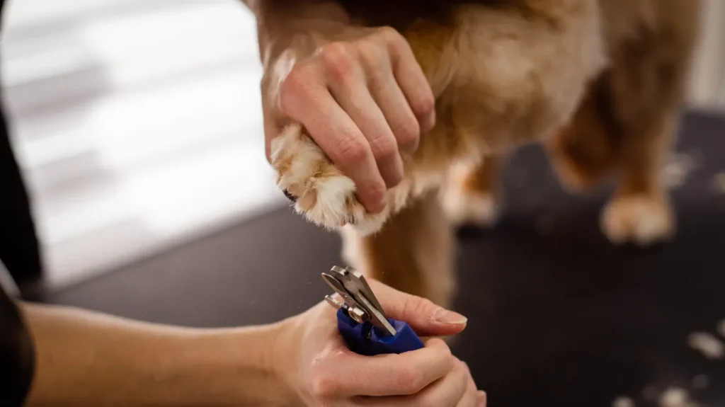 Trimming a dog's nails — the most skipped paw task