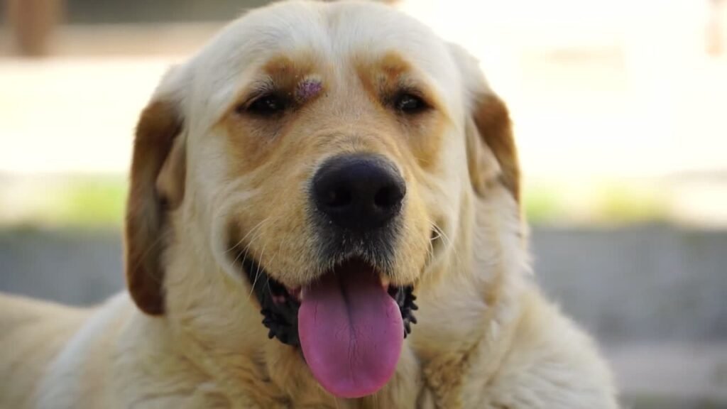 Dog panting at night with tongue out