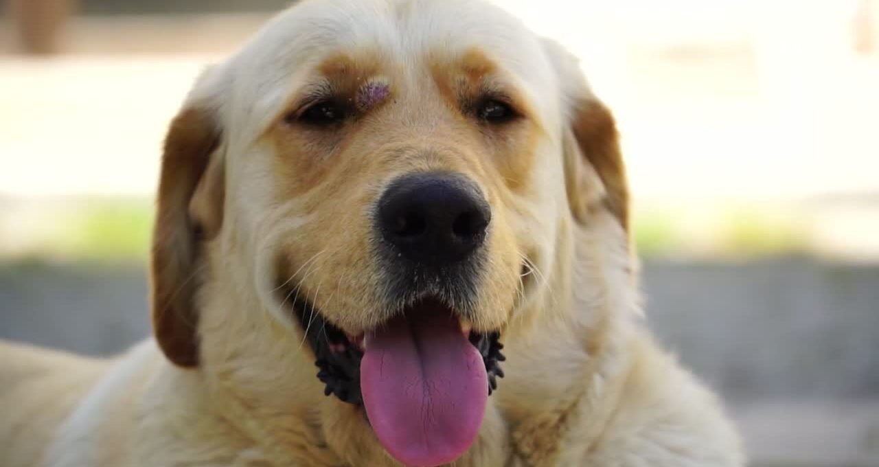 Dog panting at night with tongue out