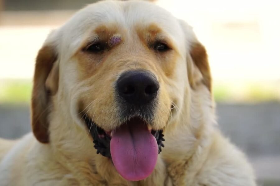 Dog panting at night with tongue out