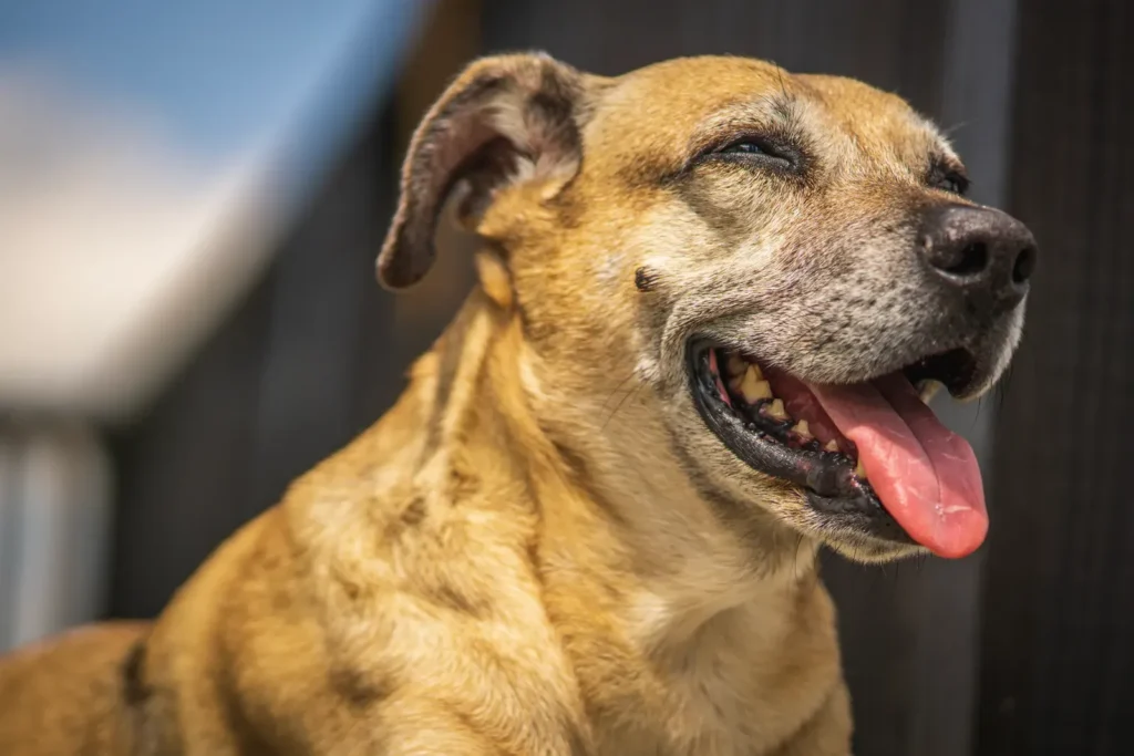 5 Best Cooling Mats for Dogs Who Overheat at Night (2026) 13 Dog panting in the heat — a cooling mat for dogs helps them cool down