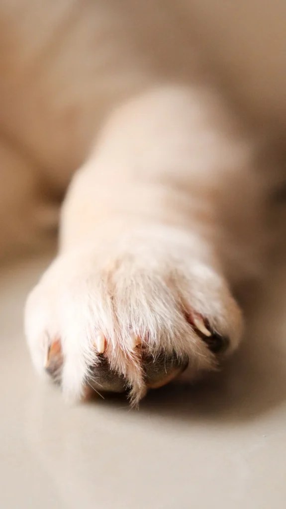 Applying paw balm — moisturize cracked pads