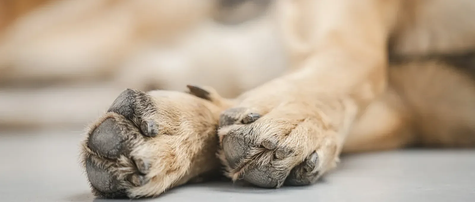 Dog paw close-up — the ultimate paw care guide