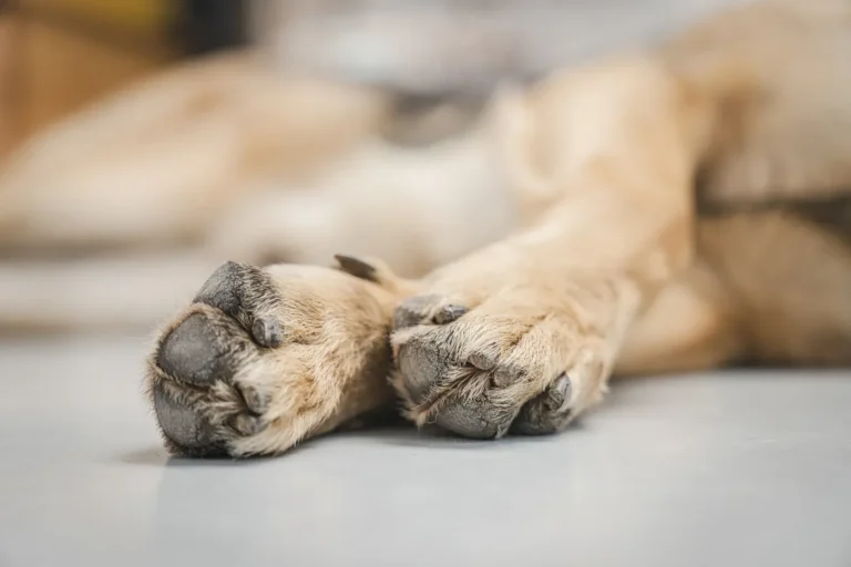 Dog paw close-up — the ultimate paw care guide