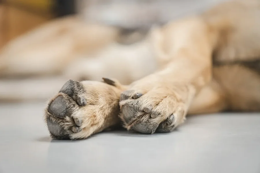Dog paw close-up — the ultimate paw care guide