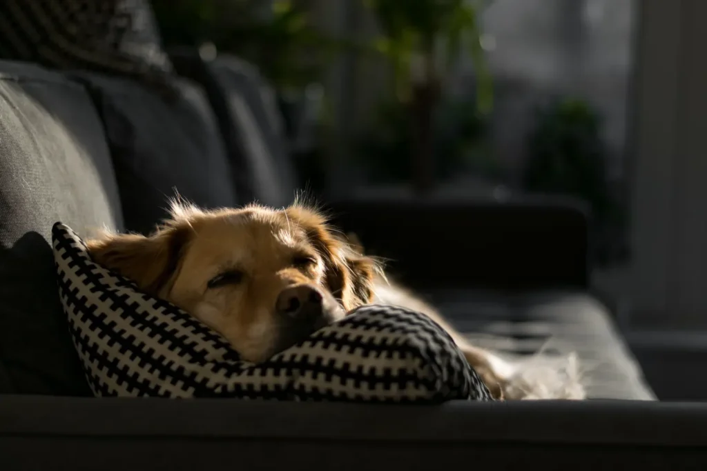 15 Signs Your Dog Is Dying: What to Watch For and How to Help Them Go Peacefully 13 Dog resting peacefully — when rest becomes withdrawal