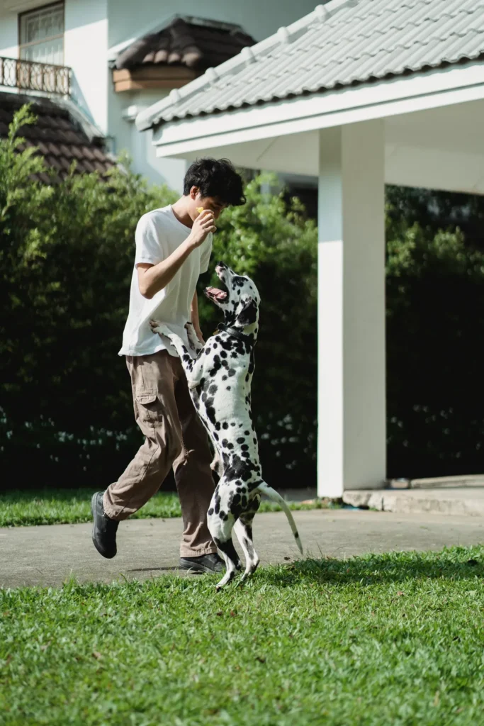 How Do Dogs Choose Their Favorite Person? The Science Behind Your Dog's Deepest Loyalties 13 Playing with a dog — quality time builds favoritism