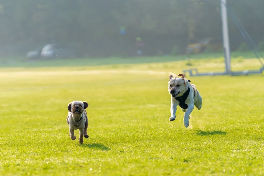 Pet Insurance for Senior Dogs: Is It Worth It? (2026 Guide) 14 Dog playing at the park.