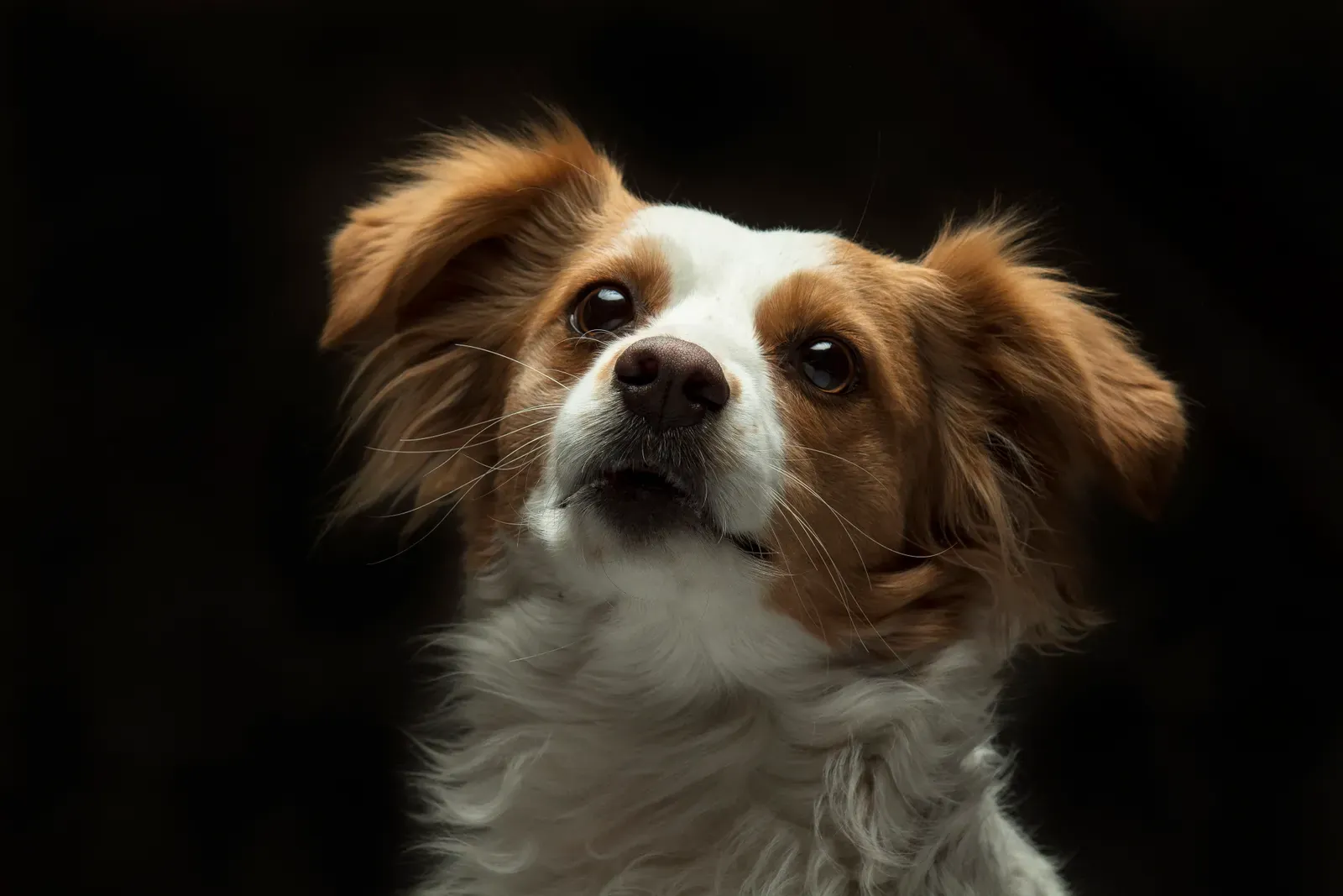 Pet Insurance Deductible Explained: How to Choose Yours 13 Portrait of a dog
