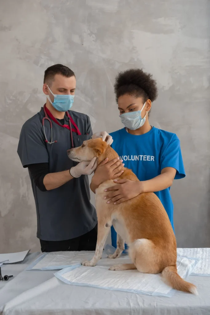 15 Vet-Approved Tips to Keep Your Dog Healthy and Prevent Costly Health Problems 12 Dog at a preventive vet checkup — annual exams catch issues early