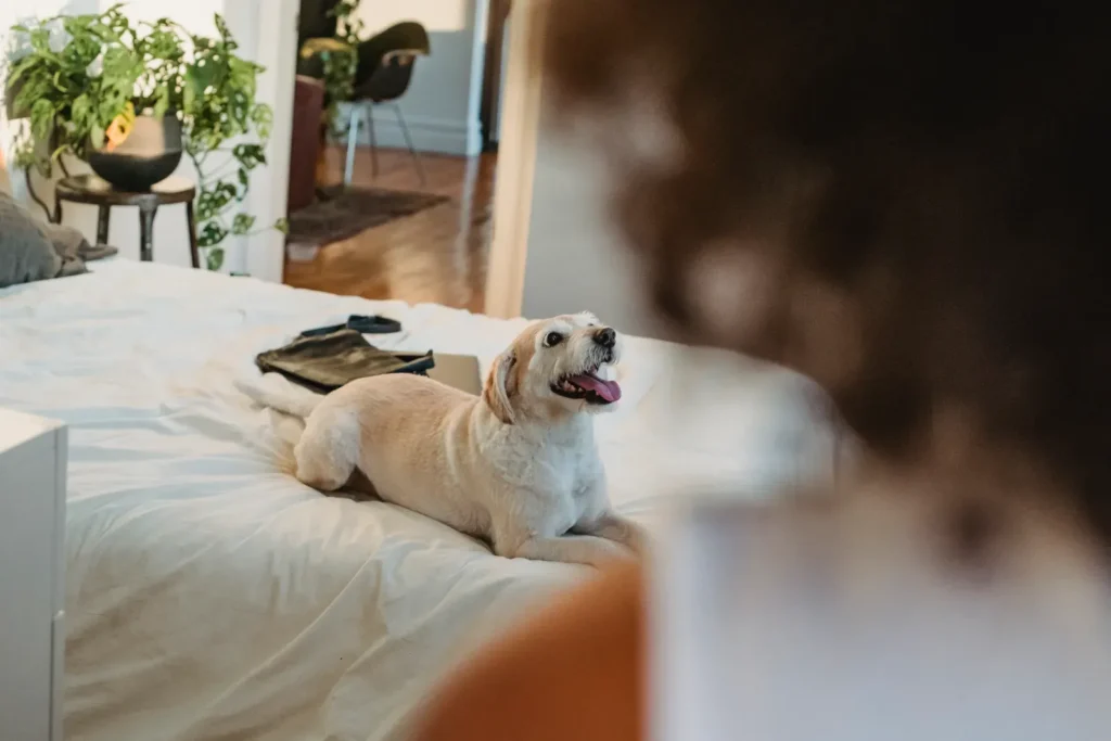 How to Make Your Dog Loyal: The Complete Science-Backed Guide to Building an Unbreakable Bond 14 Dog staying close to owner — loyalty looks like devotion