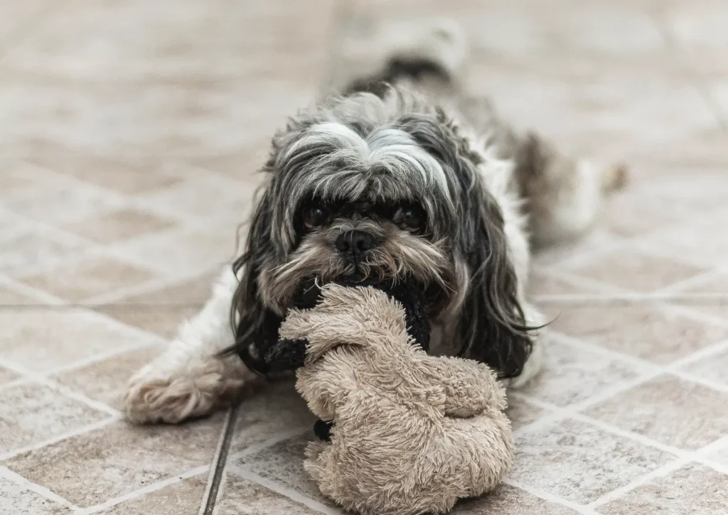 Dog with a puzzle toy — mental work tires dogs fastest