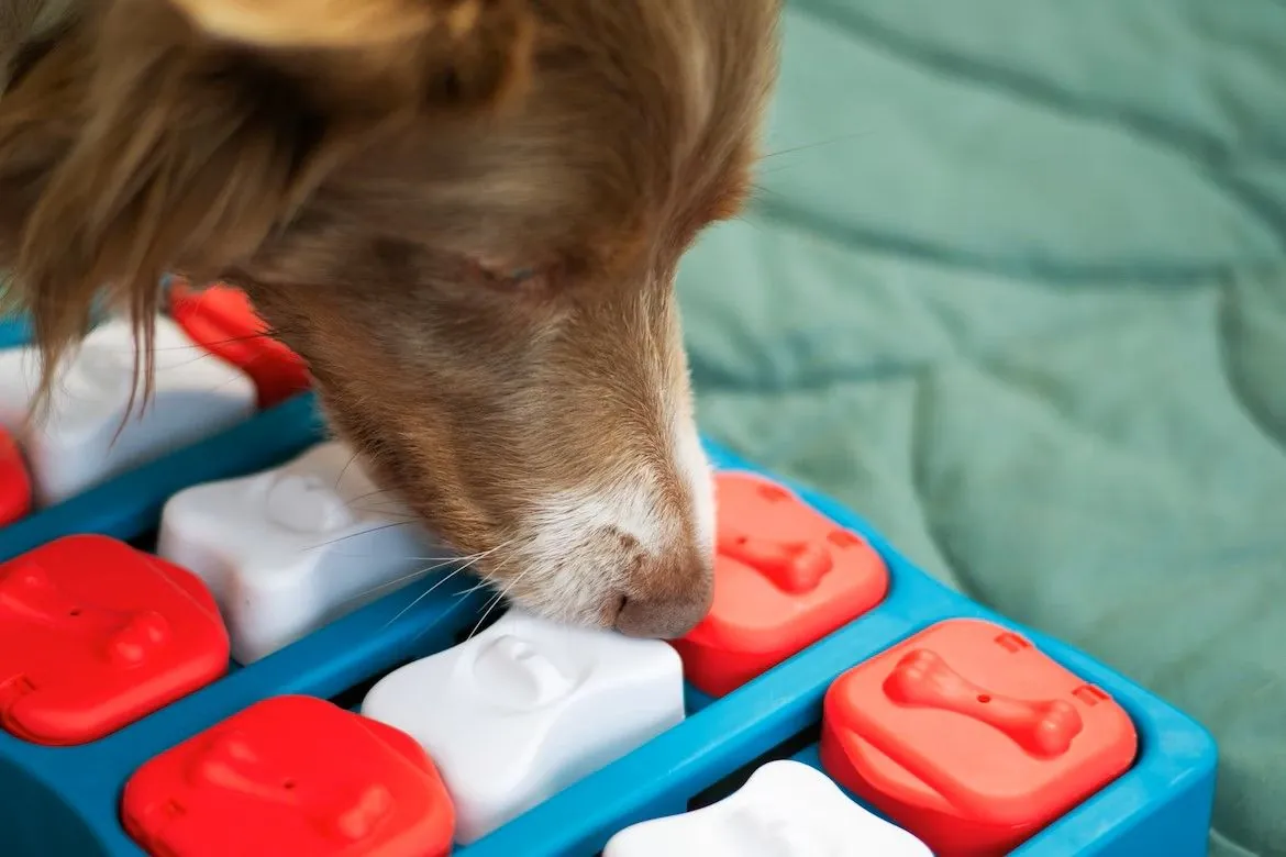 Why Does My Dog Bark at Nothing? 6 Causes + Fixes 13 Dog working on a puzzle toy — enrichment is the fix for boredom barking