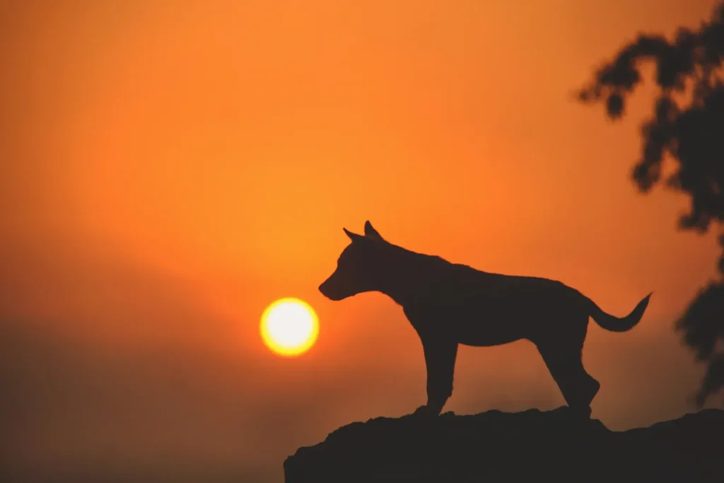 Sunset sky — finding peace after losing a dog