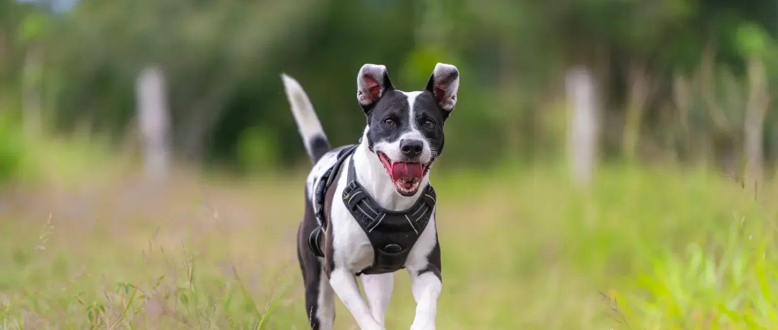 Dog running in the park — 5 tips to get your dog to come when called