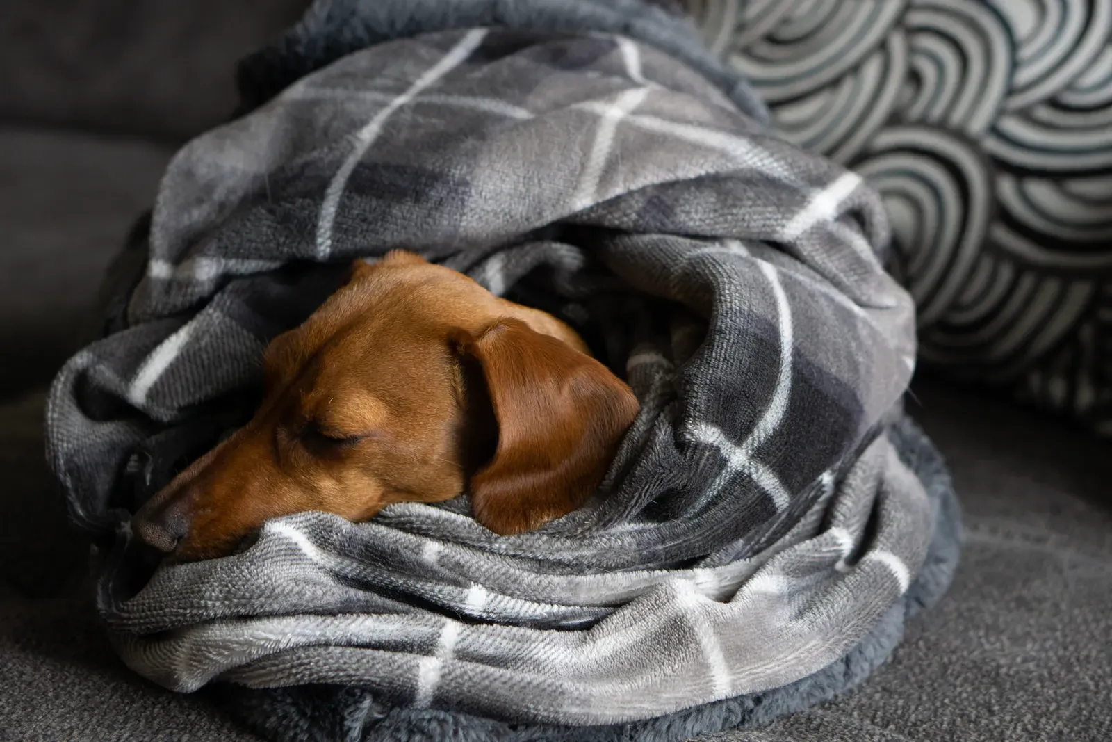 Does Pet Insurance Cover Cancer Treatment? (2026) 13 Dog recovering at home after veterinary treatment