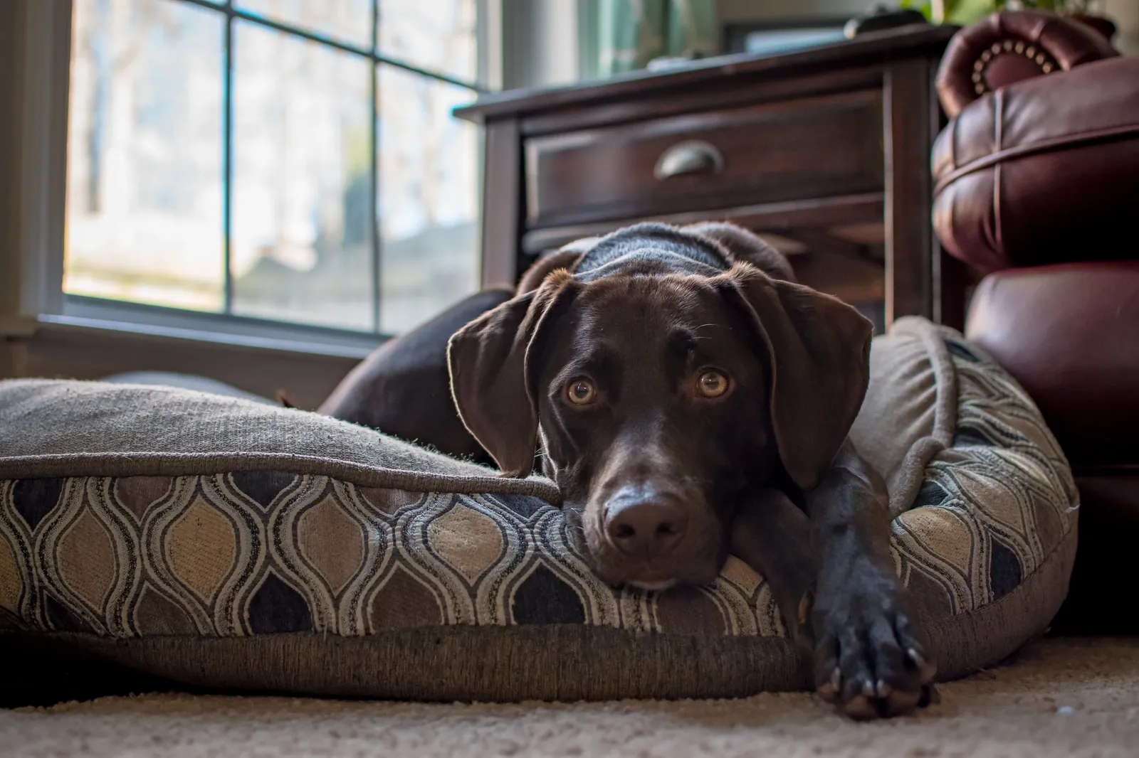 Dog Separation Anxiety: 7 Signs and What Actually Helps 13 Dog resting calmly on its bed — the goal of desensitization training