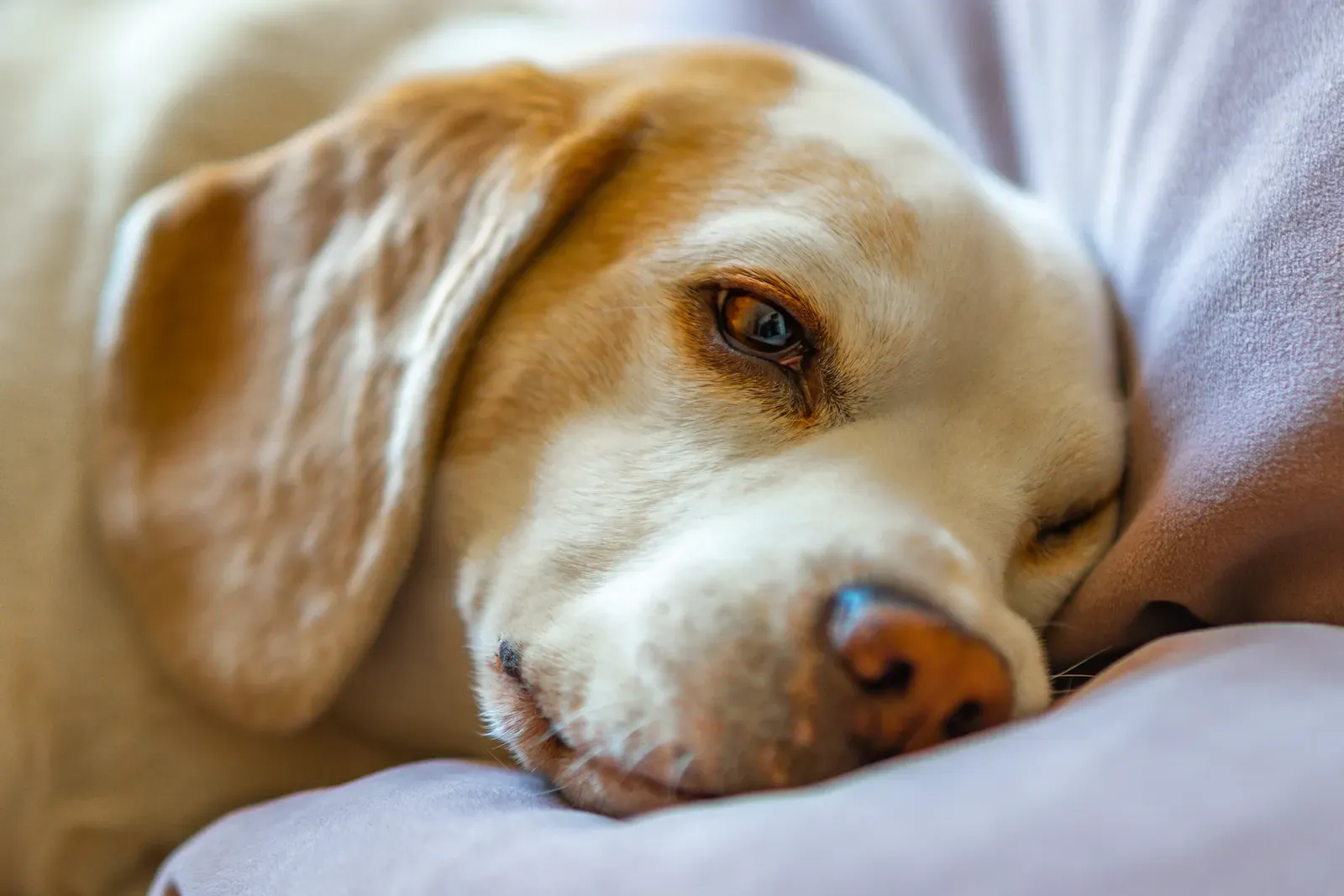 Best Dog Food for Sensitive Stomachs (2026): What Actually Helps 13 Dog resting comfortably after eating dog food for sensitive stomachs
