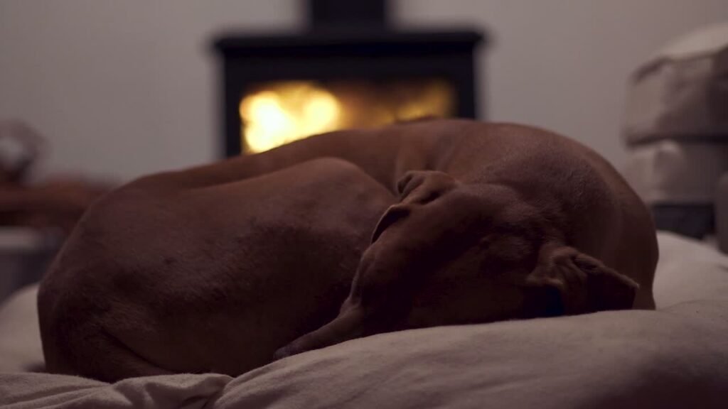 Dog resting at night near fireplace