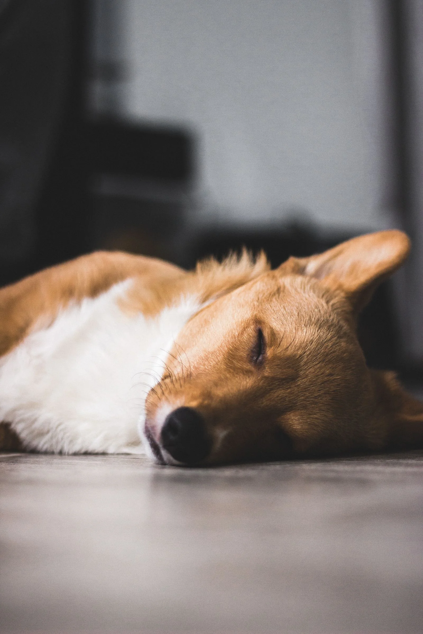 Prime Big Deal Days 2026: Pet Products Worth Watching (Oct 6–7) 14 Dog resting at home — smart Prime Big Deal Days shopping means buying for need, not hype
