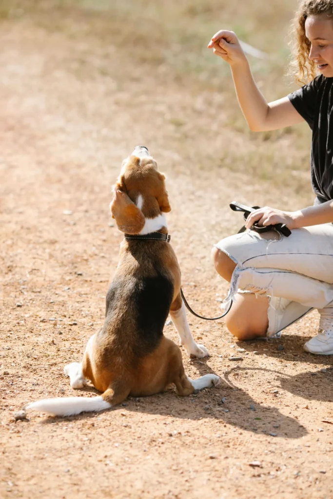 Rewarding a dog with a treat — positive reinforcement builds boldness