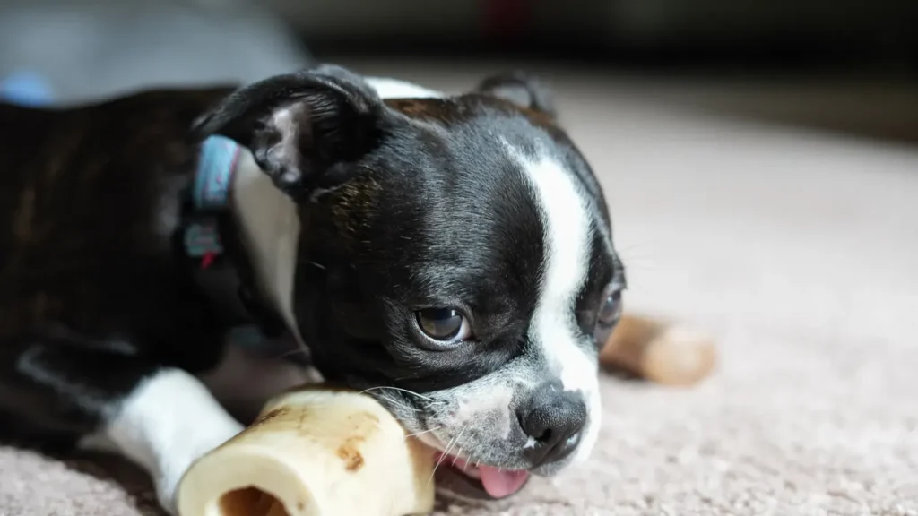 Dog Anxiety Symptoms: The Complete Pet Parent's Guide to Recognizing, Understanding & Treating Canine Anxiety 14 Dog chewing from separation anxiety — destruction has a cause