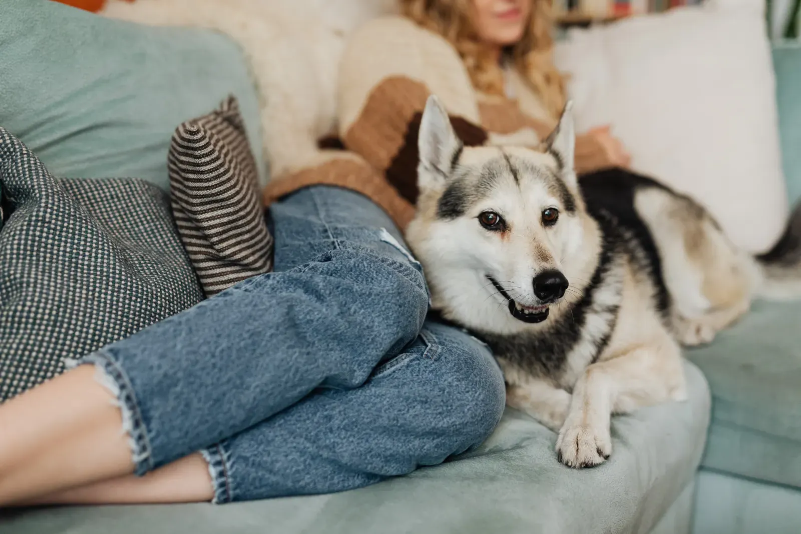 Why Does My Dog Follow Me Everywhere? 6 Reasons 14 Dog settling beside its owner on the couch — healthy shadowing means the dog can settle