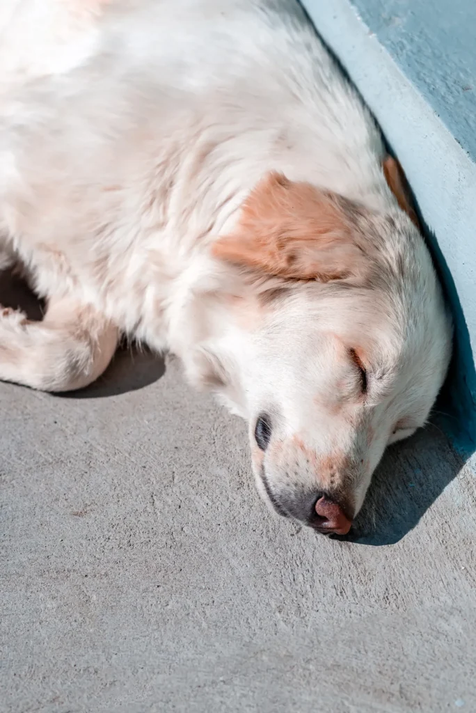 Dog Sleeping Positions and What They Mean: The Complete Guide to Your Dog's Sleep Habits, Poses & Health Signals 14 Dog sleeping on its side — deep, restorative sleep